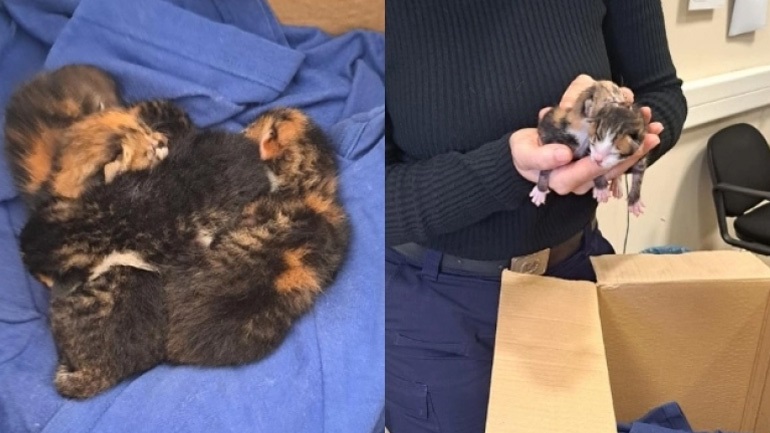 Βόλος: Πρόστιμο «μαμούθ» 120.000 ευρώ στην 70χρονη που πέταξε γατάκια στα σκουπίδια