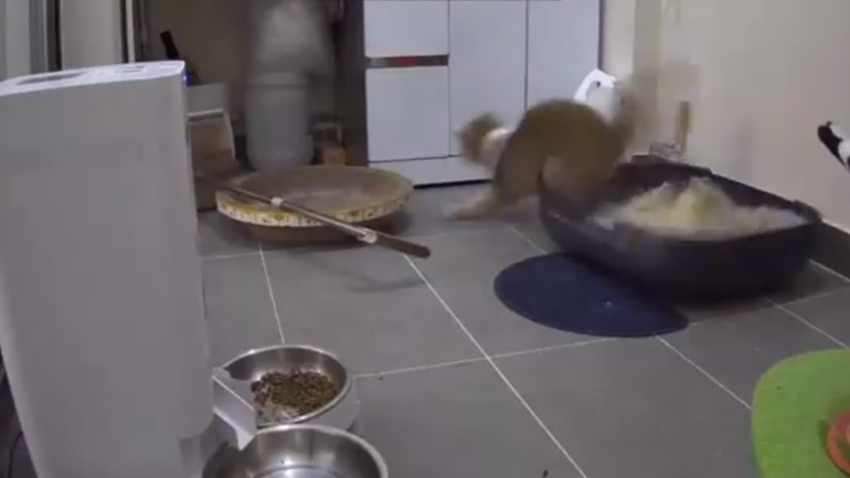 Η γάτα τρόμαξε