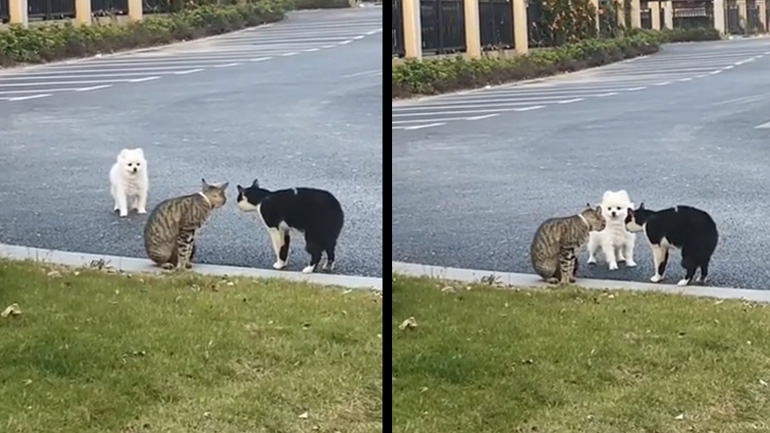 Θαρραλέος σκύλος πλησιάζει δύο γάτες που λογομαχούν