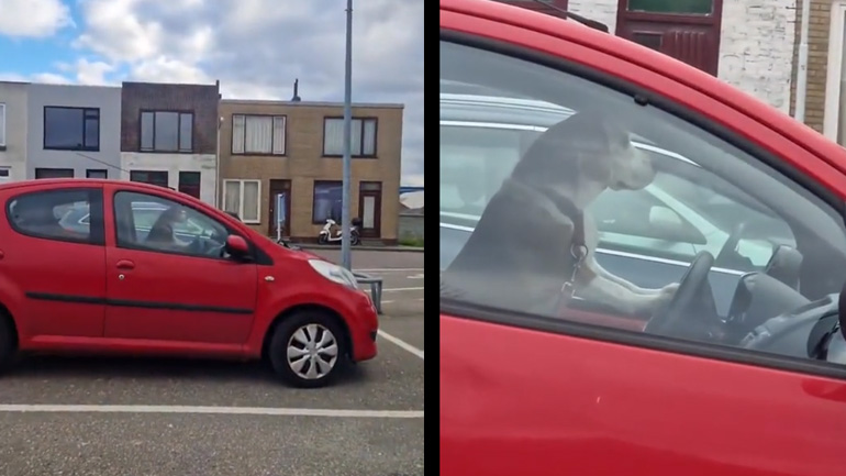 Σκύλος σε αυτοκίνητο κορνάρει στον ιδιοκτήτη του να συντομεύει με τα ψώνια