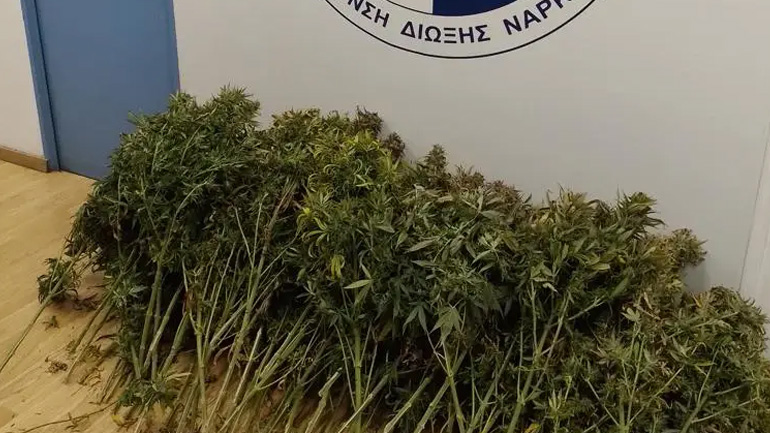 Καλλιθέα: Χειροπέδες σε 41χρονο που καλλιεργούσε δενδρύλλια κάνναβης
