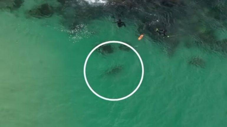 Η στιγμή του τρόμου, όταν συνειδητοποιείς ότι δίπλα σου κολυμπά καρχαρίας