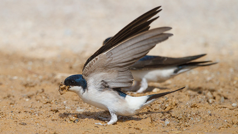 Μυτιλήνη: Φωλιές από πηλό για τα χελιδόνια στην Καλλονή