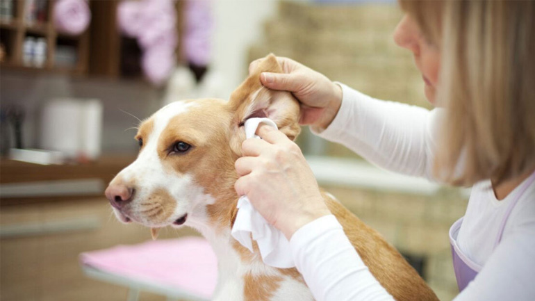 Πώς να καθαρίσετε σωστά τα αυτιά του σκύλου σας