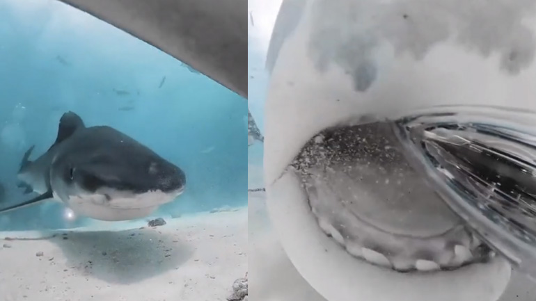 Καρχαρίας δαγκώνει κάμερα