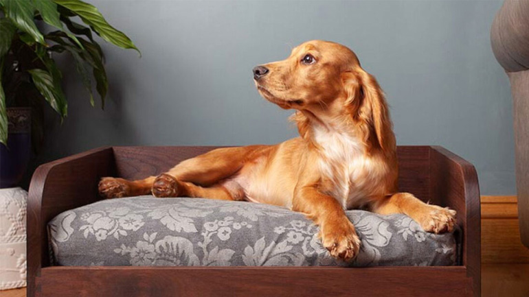 Πώς επιλέγουμε το κατάλληλο κρεβατάκι για τον σκύλο μας