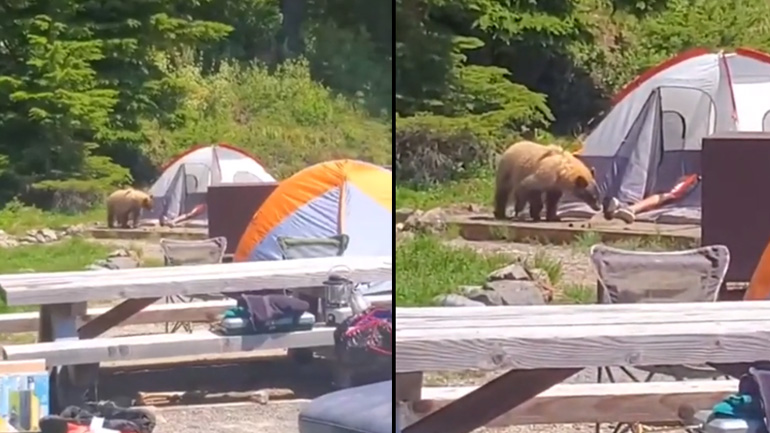 Αρκούδα ξυπνά έναν τουρίστα που κοιμάται σε σκηνή