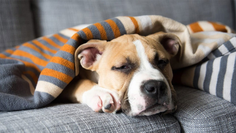 Η έλλειψη ύπνου μπορεί να αλλάξει τη συμπεριφορά του κατοικιδίου μας
