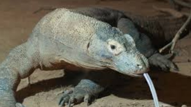 Ισπανία: Πέντε Δράκοι του Κόμοντο γεννήθηκαν σε ζωολογικό κήπο της Φουενχιρόλα Ισπανία: Πέντε Δράκοι του Κόμοντο γεννήθηκαν σε ζωολογικό κήπο της Φουενχιρόλα