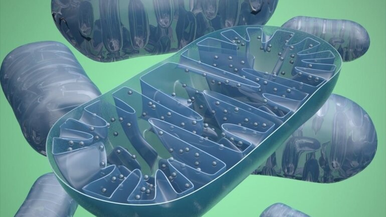 Έρευνα βρήκε νέο μοριακό μηχανισμό που εμπλέκεται στον διαβήτη τύπου 2