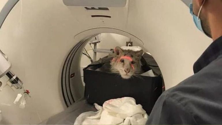 ΥΠΕΝ: Αυτοί είναι οι 12 κτηνίατροι που αναλαμβάνουν τη φροντίδα της μικρής λευκής τίγρης