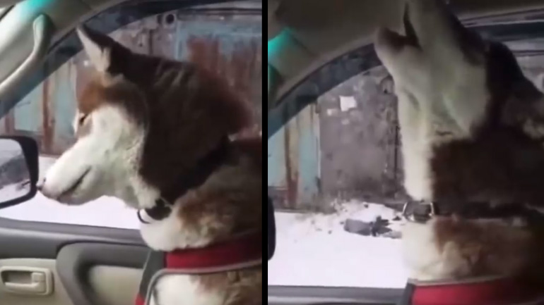 Ο σκύλος τραγουδάει όπερα