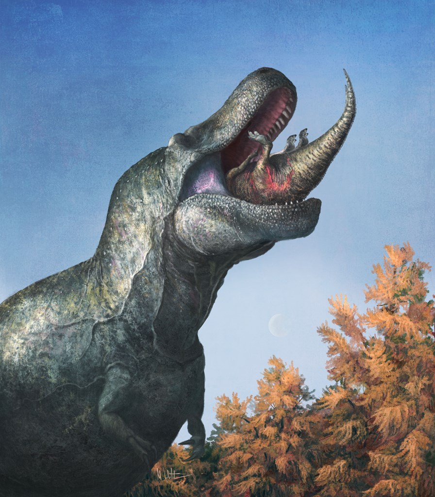 Καλλιτεχνική απεικόνιση ενός νεαρού Εντμοντόσαυρου, που παγιδεύεται στο στόμα ενός Τυραννόσαυρου όπως αποτυπώνεται με βάση τα νέα ερευνητικά δεδομένα 