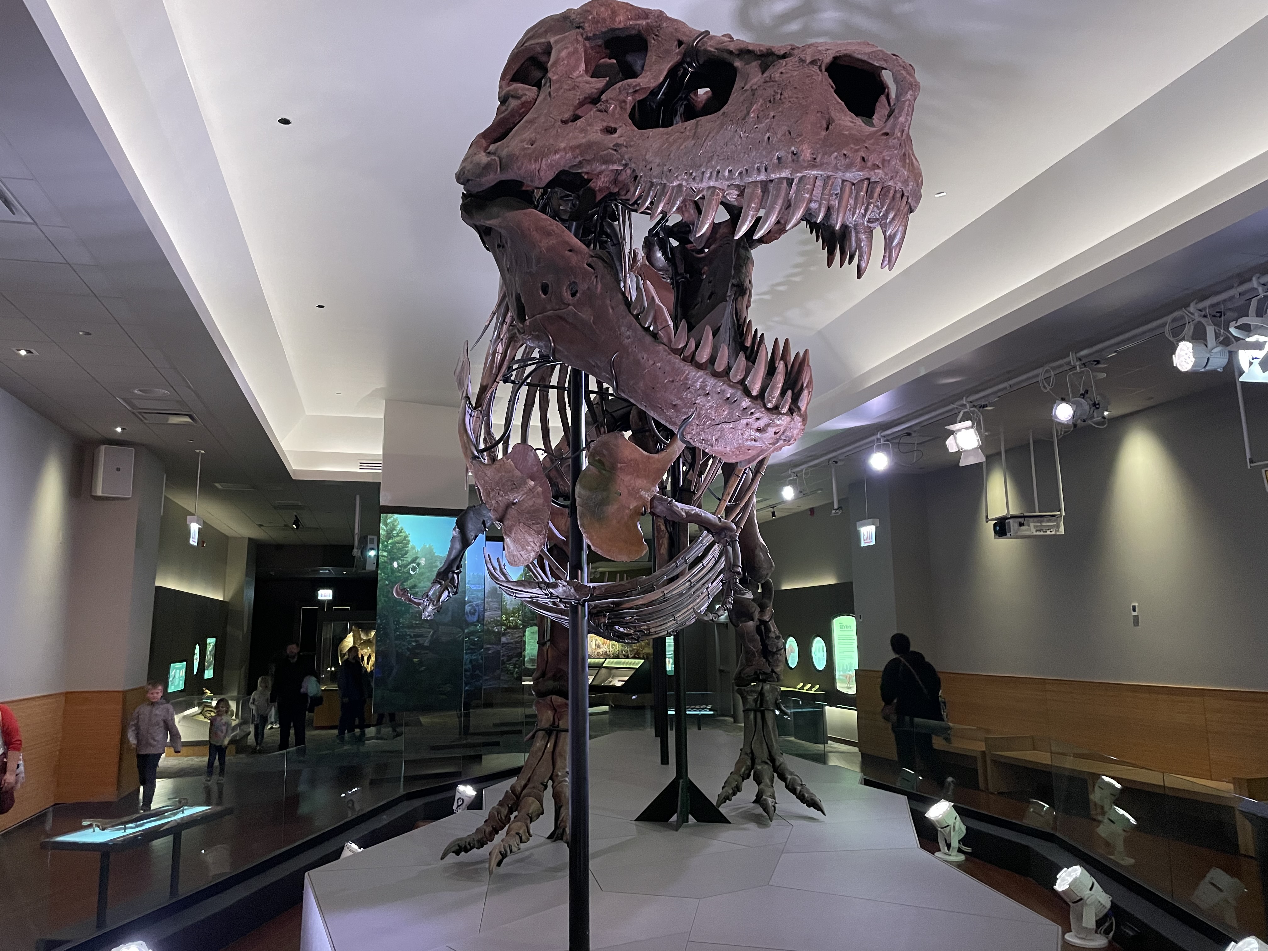 Σκελετός του Τυραννόσαυρου Sue, που εκτίθεται στο Μουσείο Φυσικής Ιστορίας Field στο Σικάγο 