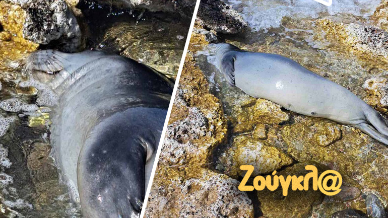 Θλιβερή εικόνα: Νεκρή φώκια εντοπίστηκε στη Σαρωνίδα