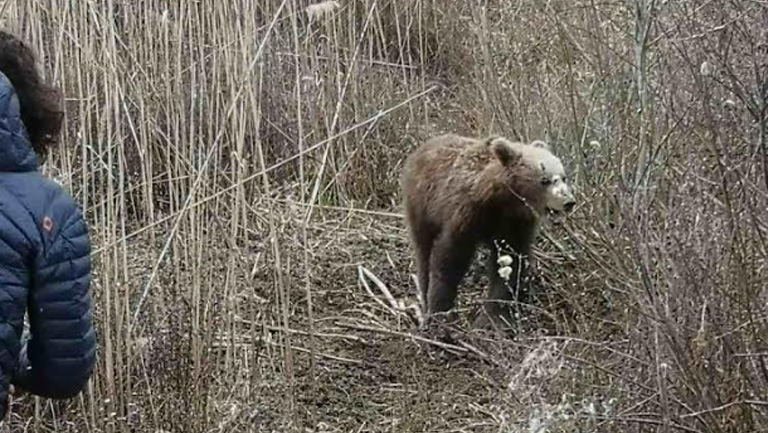 Πώς απελευθέρωσαν το νεαρό αρκουδάκι που πιάστηκε σε συρμάτινη θηλιά στις Πρέσπες