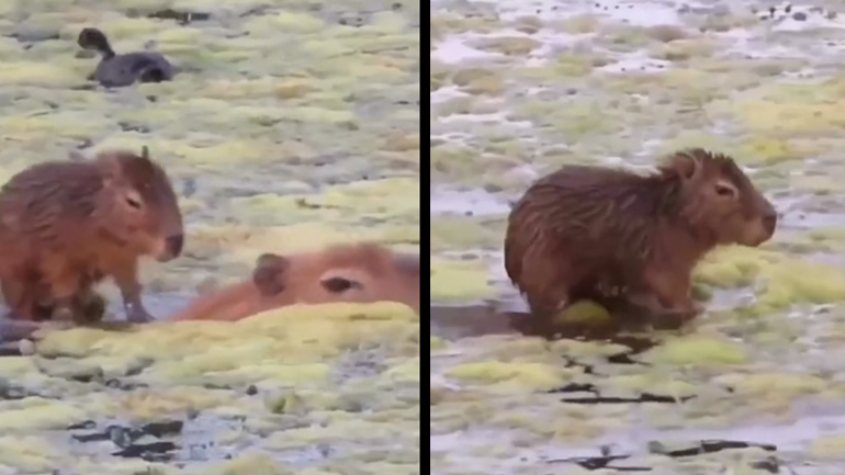 Καπιμπάρα express