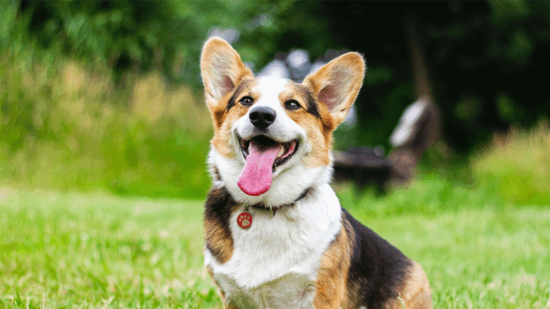 Πώς τα προβιοτικά υποστηρίζουν το ανοσοποιητικό σύστημα του σκύλου σας