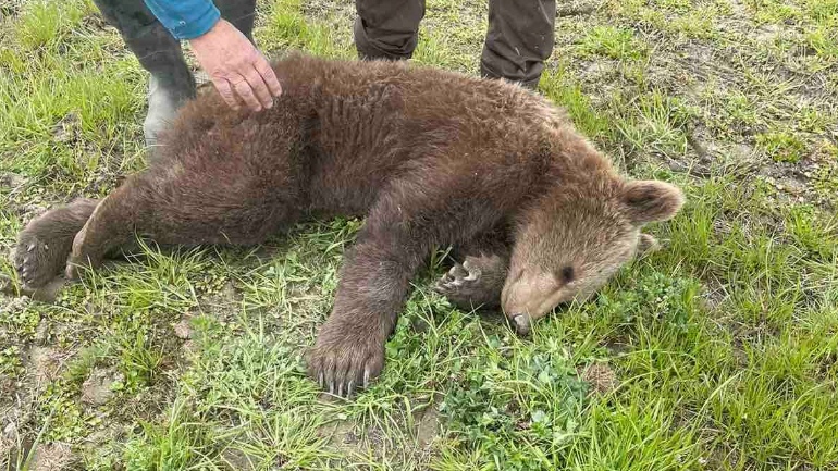 Σε συρμάτινη θηλιά πιάστηκε νεαρό αρκουδάκι στις Πρέσπες