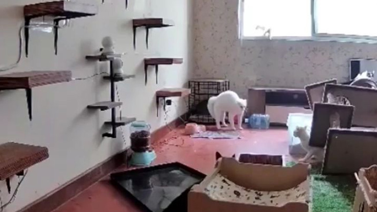 Γάτα σπέρνει τον πανικό σε μια πανσιόν 