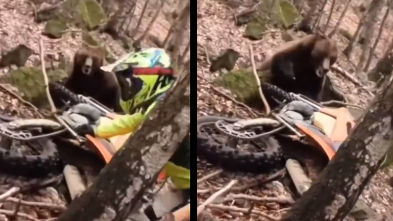 Εντουράς πέφτει μπροστά σε φωλιά αρκούδας 