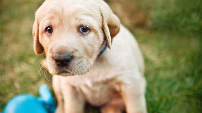 Γιατί δακρύζουν τα μάτια του σκύλου