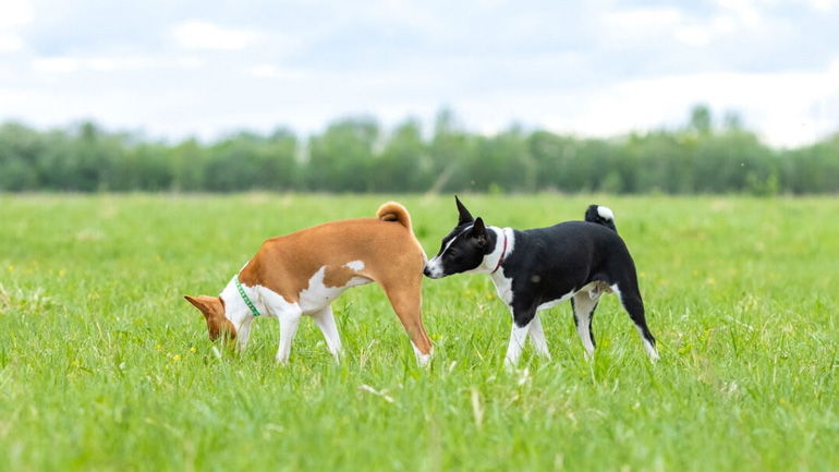 Γιατί οι σκύλοι μυρίζουν τους άλλους σκύλους;