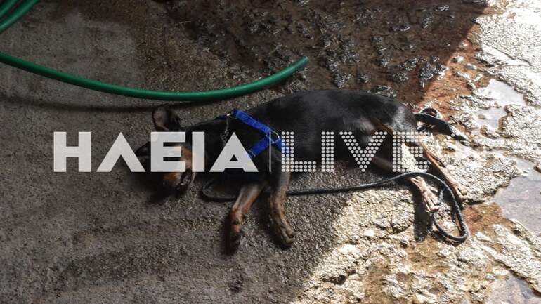 Πύργος: Δεσποζόμενος σκύλος βγήκε από αυλή, επιτέθηκε σε γυναίκα και σκότωσε το σκύλο της