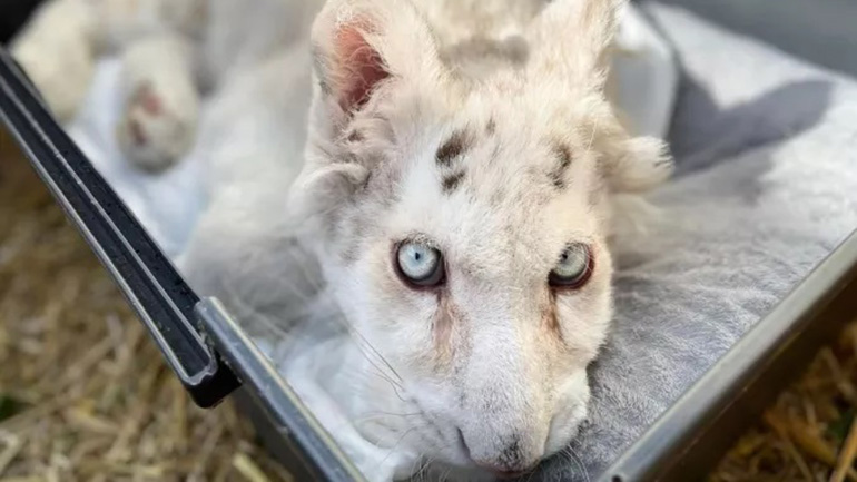 Ευθανασία προτείνουν οι κτηνίατροι για το λευκό τιγράκι