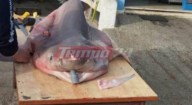 Πάτρα: Ψάρεψαν καρχαριοειδές 3 μέτρων