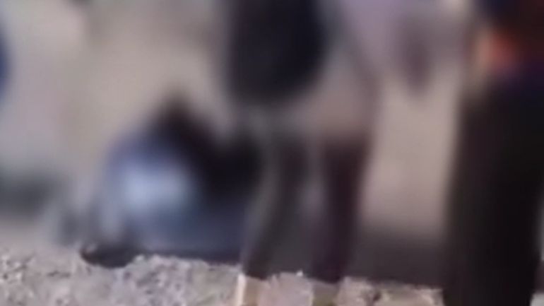 Χαλκίδα: Άγριο ξύλο μεταξύ μαθητριών σε ΕΠΑΛ