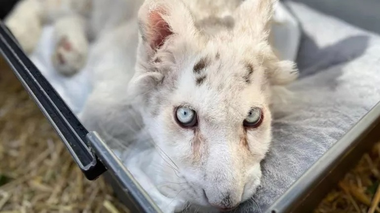 Αττικό Πάρκο: Έγινε ευθανασία στο τιγράκι που βρέθηκε στα σκουπίδια