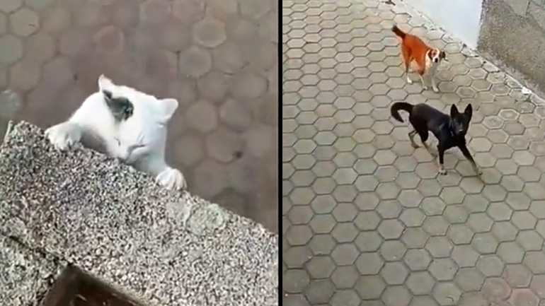 Η διάσημη σκηνή του Lion King με το θάνατο του Μουφάσα από δύο γάτες