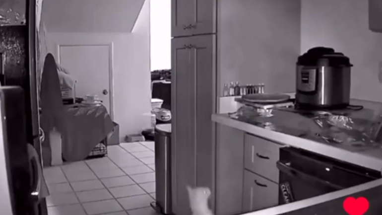 Γάτα εναντίον αλουμινόχαρτου