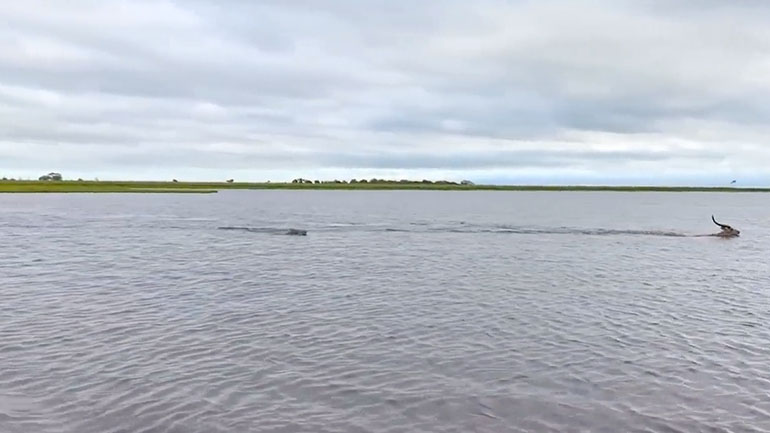 Κροκόδειλοι κυνηγούν μια γαζέλα σε ένα ποτάμι