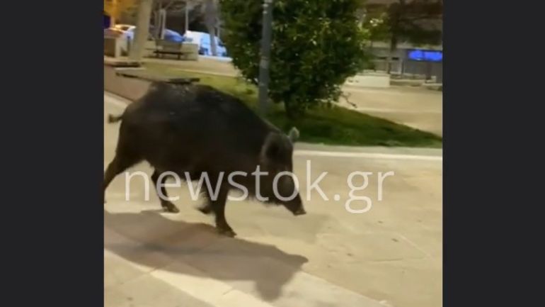Θεσσαλονίκη: Αγριογούρουνο κάνει βόλτες σε πλατεία