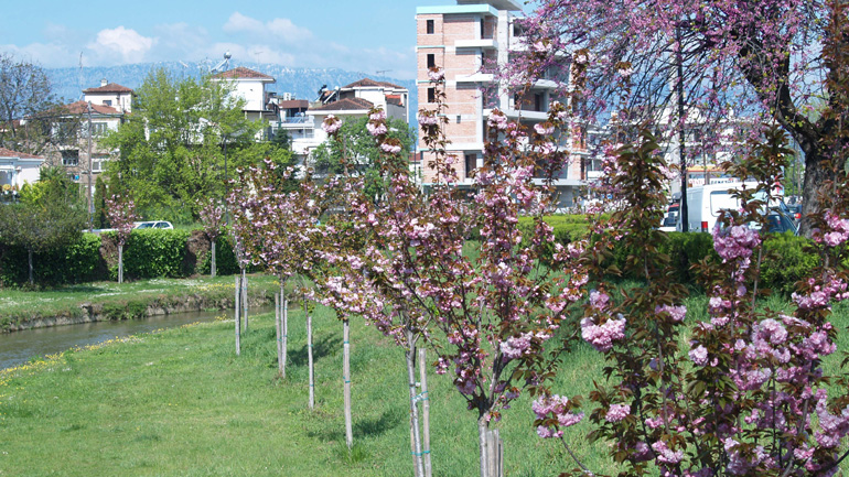 Τρίκαλα: Οι ανθισμένες κερασιές κατά μήκος του Ληθαίου ποταμού προσφέρουν όμορφες εικόνες σε επισκέπτες και κατοίκους