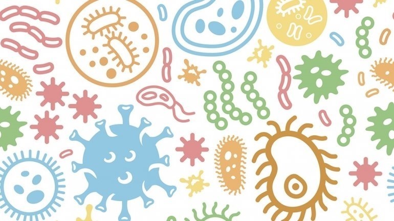 Μικρόβιο του εντέρου μπορεί να επιδεινώσει την παχυσαρκία