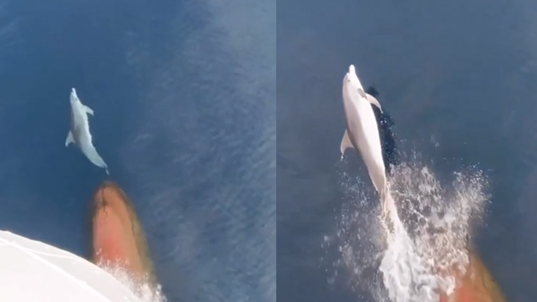 Δελφίνι σερφάρει με το κύμα της πλώρης