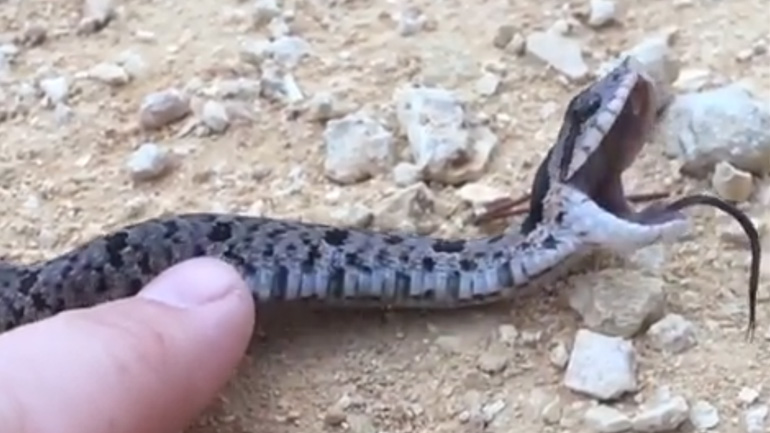 Φίδι προσποιείται ότι πέθανε