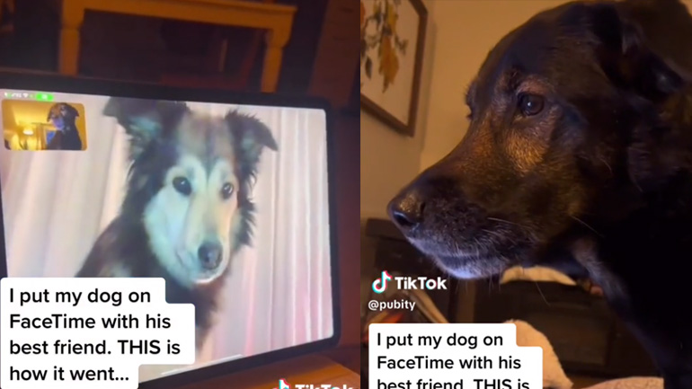 Δύο σκύλοι σε βιντεοκλήση 