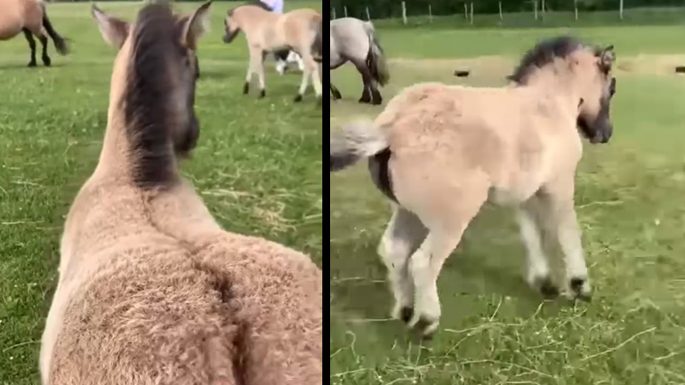 Πουλάρι ζητά από έναν άνθρωπο να του ξύσει την πλάτη