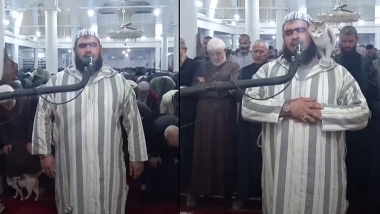 Γάτα πηδά πάνω σε ιμάμη την ώρα της προσευχής