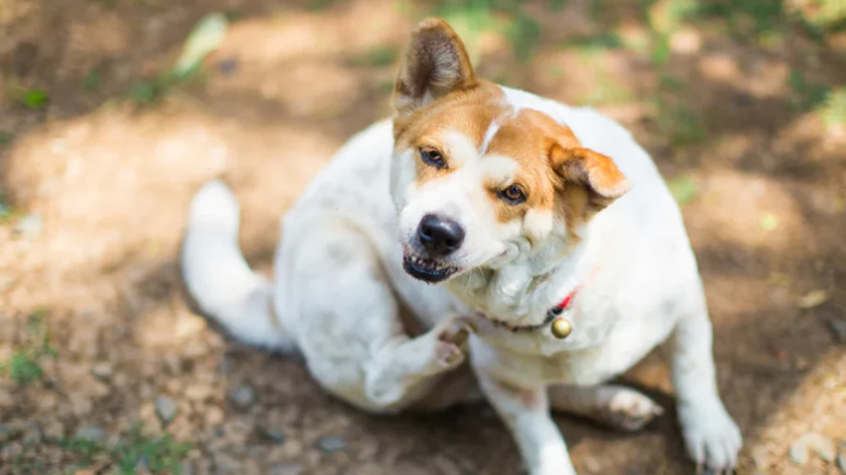 Η κατάλληλη αντιμετώπιση και θεραπεία για τη φαγούρα του σκύλου