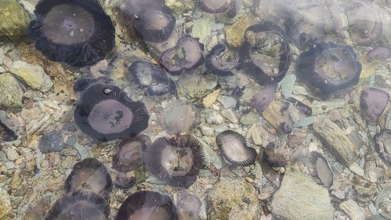 «Μαύρισαν» οι παραλίες του Παγασητικού – Κοπάδια από μέδουσες έκαναν την εμφάνισή τους