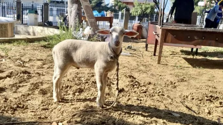 Πήγαν αρνάκι για σφαγή και ψήσιμο σε προαύλιο χώρο εκκλησίας επειδή είχαν κάνει «τάμα»