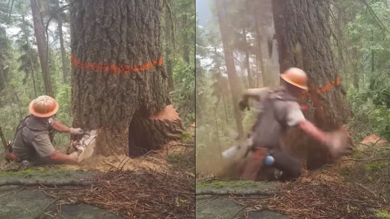 Ξυλοκόπος εναντίον δέντρου 