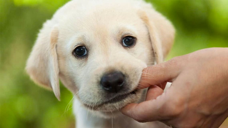 Πότε θα βγάλει το κουτάβι μου τα πρώτα του δόντια;
