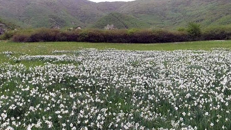 Πρωτομαγιάτικη γιορτή σ’ ένα λιβάδι με νάρκισσους στις Πρέσπες