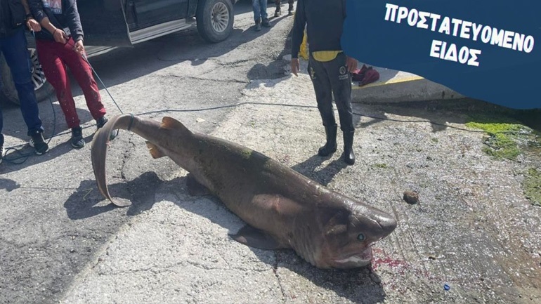 Δικογραφία σε βάρος των ψαράδων που έπιασαν το γκρίζο καρχαριοειδές στην Ιεράπετρα
